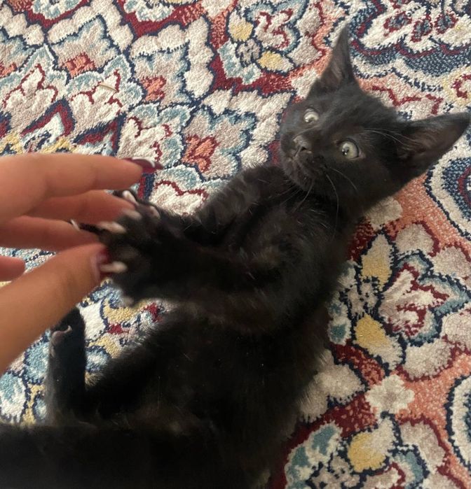 Котёнки бесплатно Ташкент