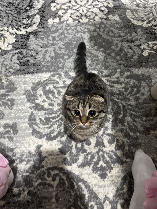 Отдам котенка 8 месяцев в добрые руки