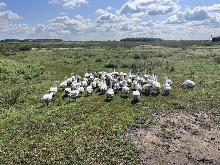 Продам домашних гусей