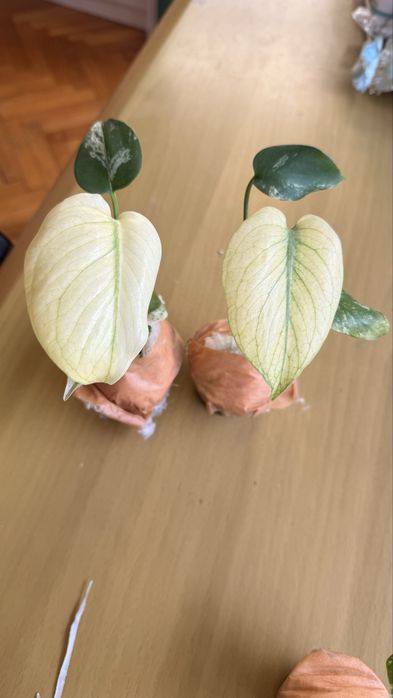 Редки Monstera Bulbasaur, White Monster и Mint