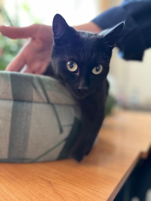 Пристраевается особенная кошечка