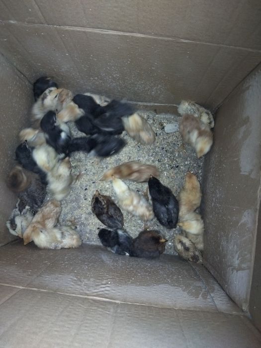Pui de vânzare din cinci rase diferite