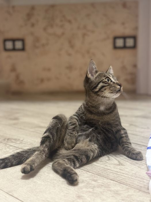 Котенок в хорошие руки