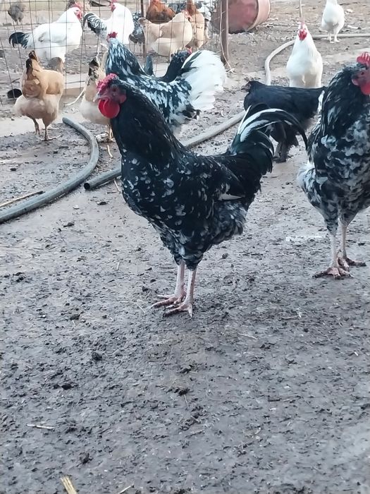 Яйца инкубационные