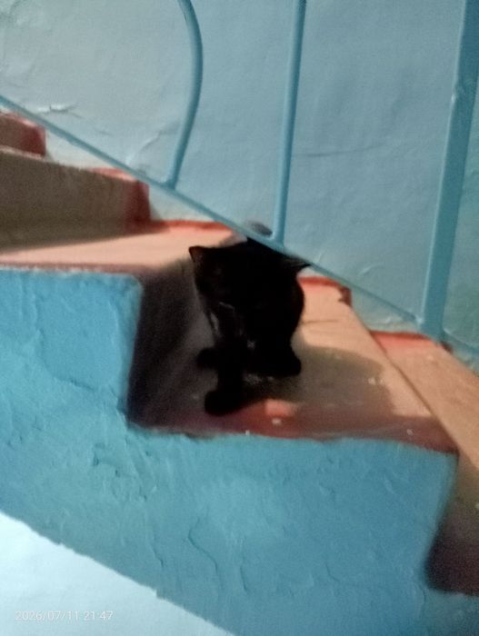 Кот в хорошие руки
