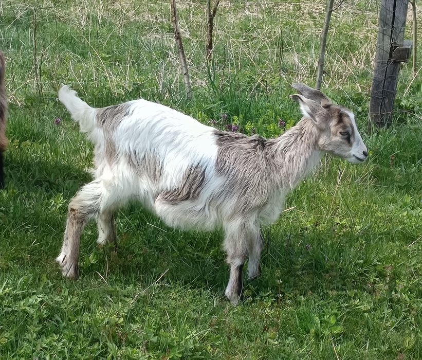 Disponibile Ieduțe+Țapisor