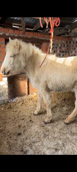 Продам кобылку..