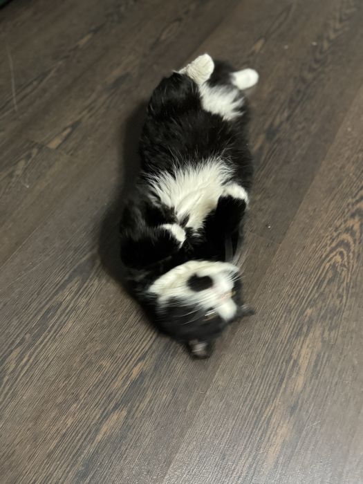 Отдам в хорошие, добрые  руки ,