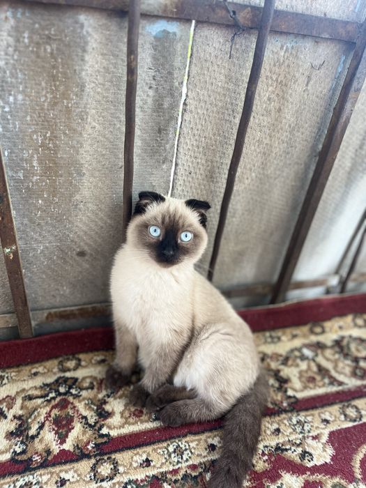 Котенок веслоухая