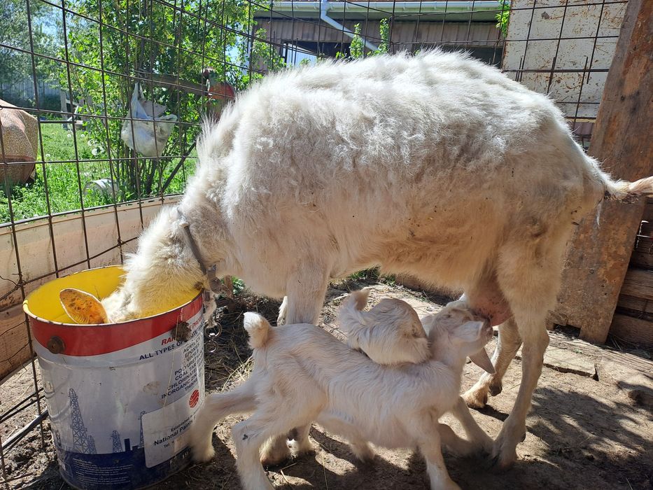 Коза с козлятами