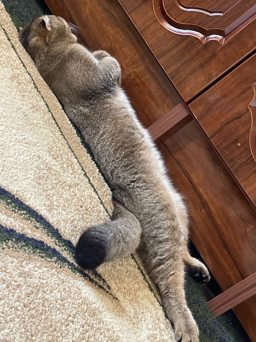 Vyazka uchun erkak Mushuk