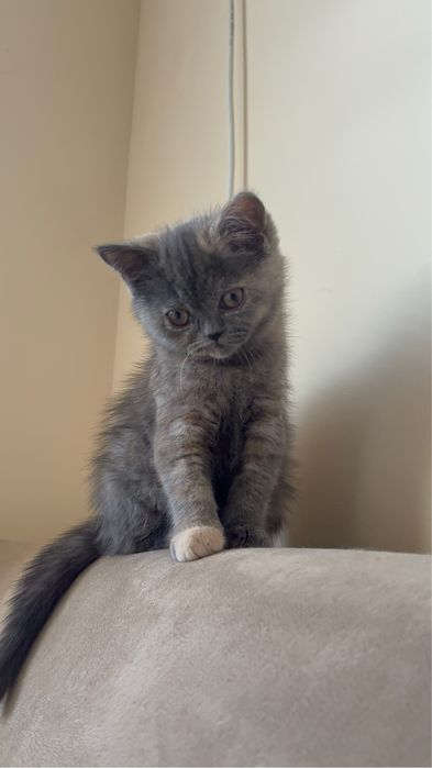 Британски късокосмести котета