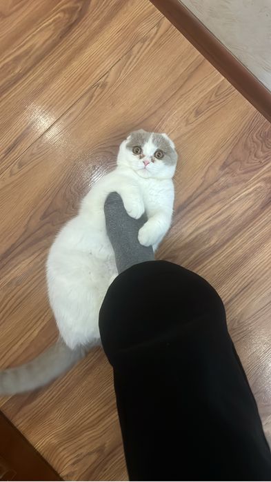 Отдам кота 1 годик беспл
