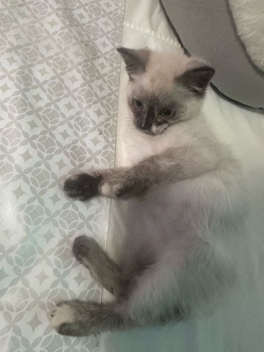 Сиамская кошечка котенок