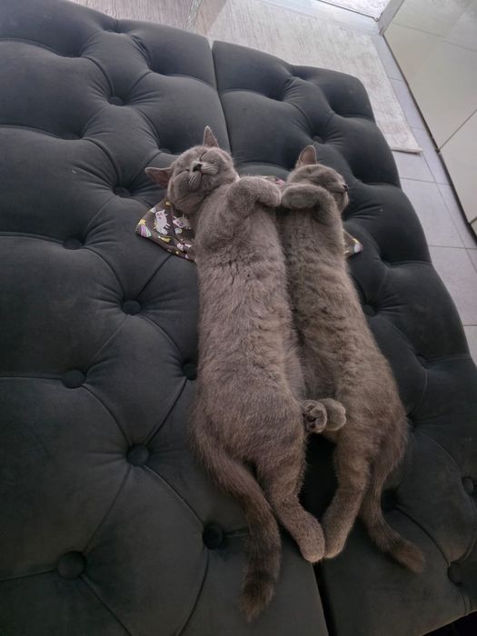 Отдам кошку британца