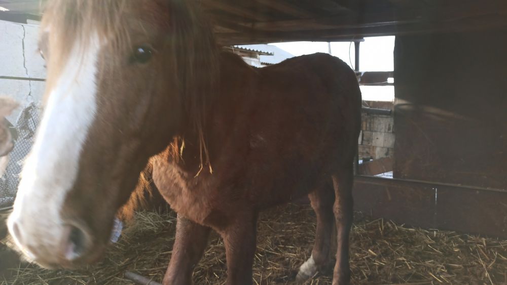 Жеребец, возраст 2,10,полутяж