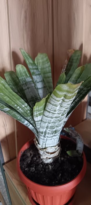 Продам замиакулькас, эхмея