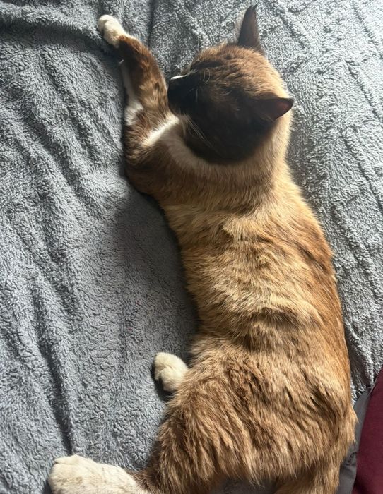 Пропал кот, очень ждем дома