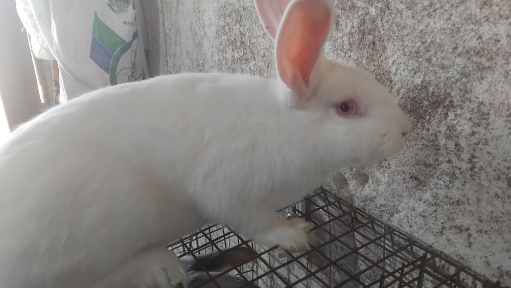 Зайци за разплод