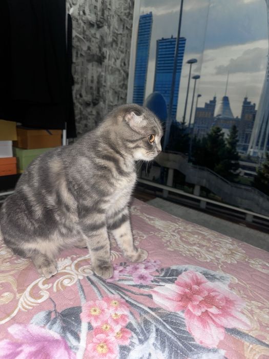 шотладский мысық