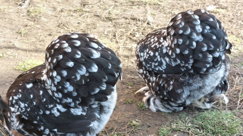 Cochinchina pitic  Ouă incubat