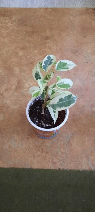 Фикус бенджамина