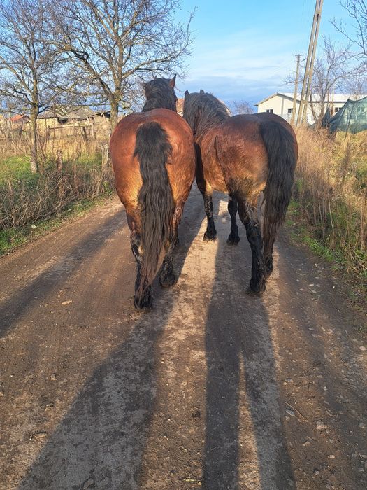 Iepe de vanzare pereche