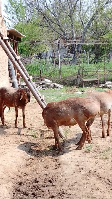 Қырғыз Арашан Қошқарлары!