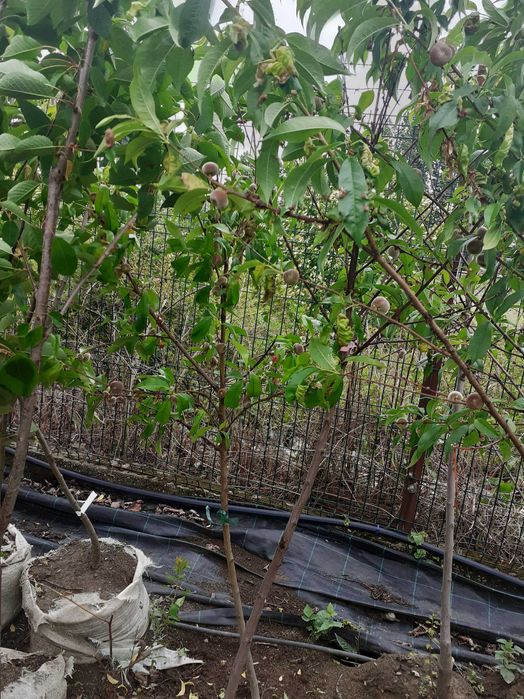 pomi fructiferi la balot intrati pe rod