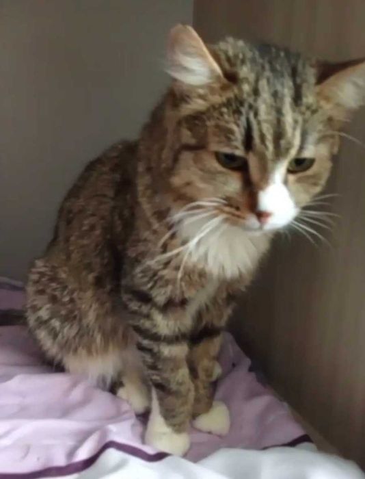 Спокойный котик ищет дом