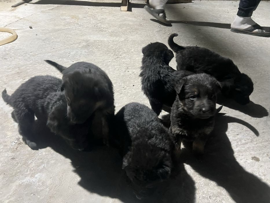 Продаеться ченок немецкая овчарки