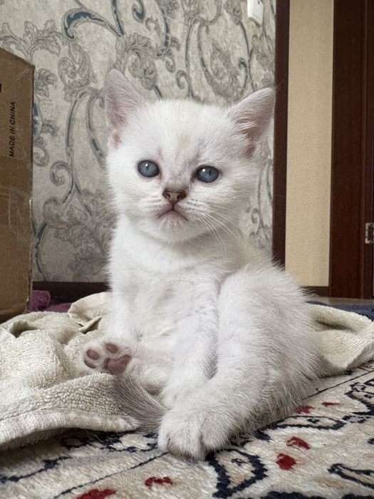 Продается котенок