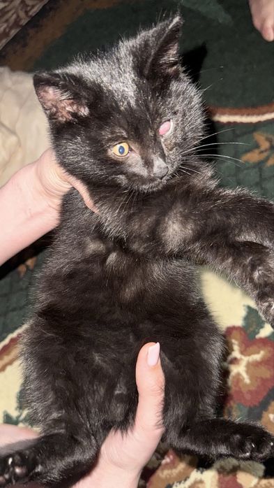 мушук боласи бепул