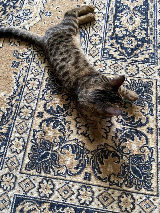 В/магнитофон с кассетами,системный блок и стулья: 10 000 тг. - Прочие ...