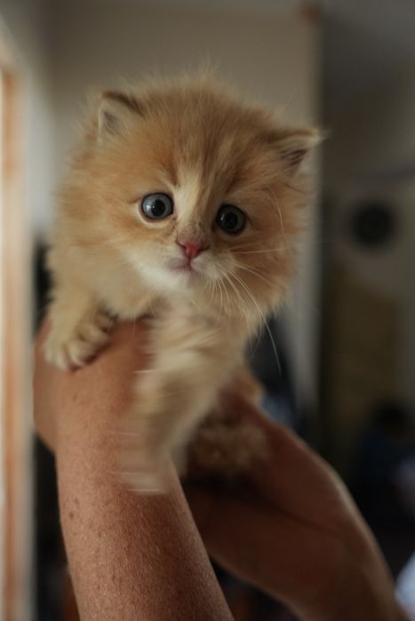 Продаем месячных котят
