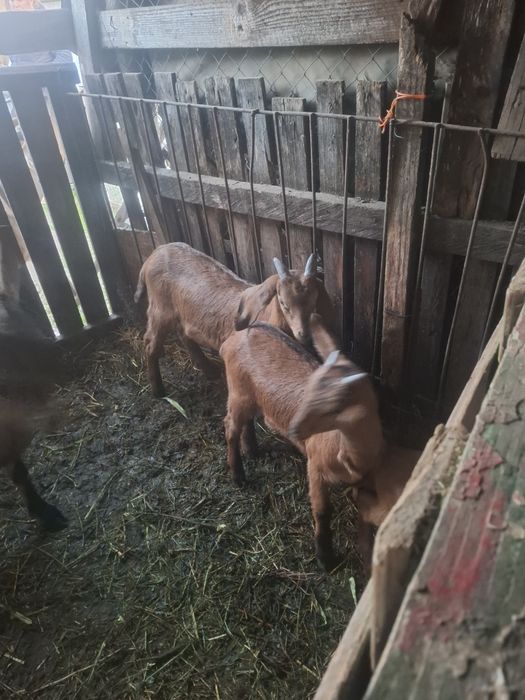 Iezi masculi de vânzare