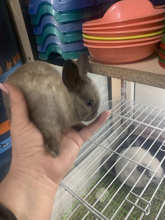 Кролик декоративный