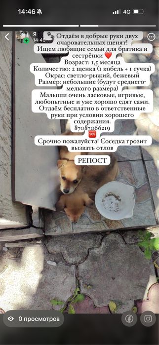 Отдам в добрые руки