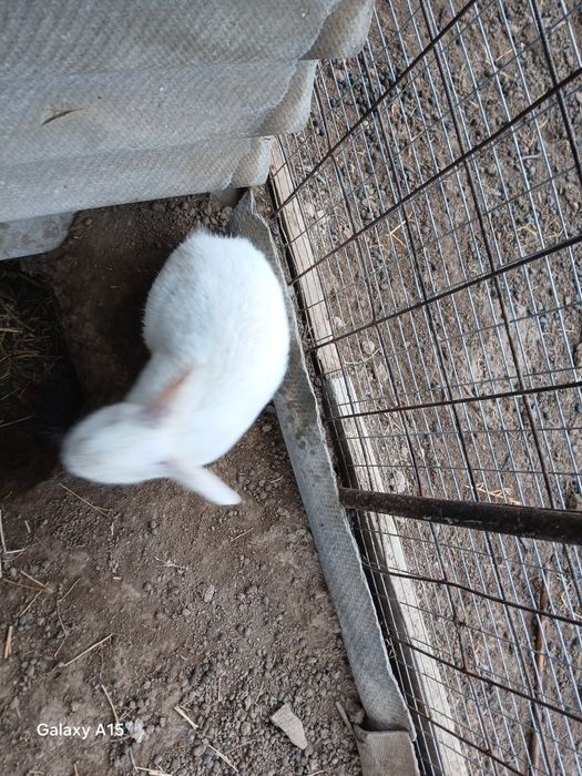 Великан кояндар.