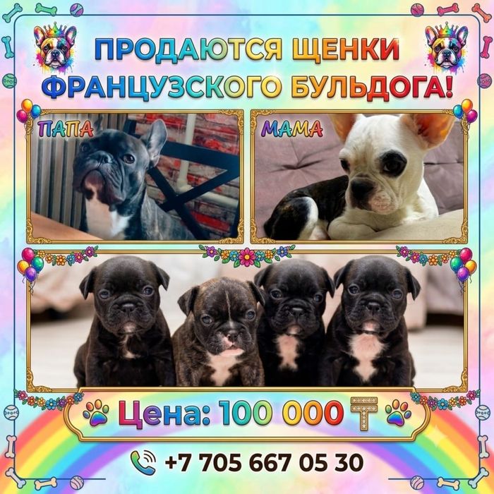 Щенки француского бульдога