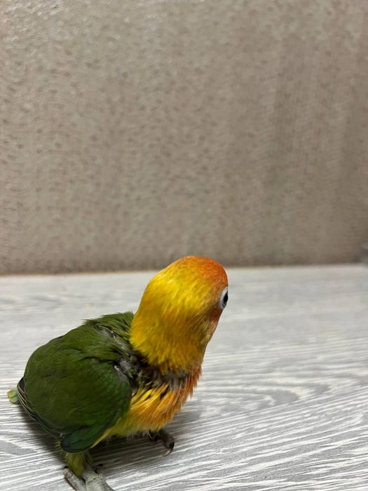 Ruchnoy popugay sotiladi