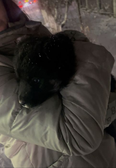 Собака , щенок мальчик