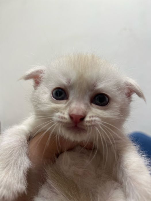 Котята шотландские