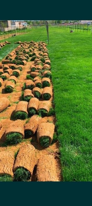 Gazon ekish va lanshaf