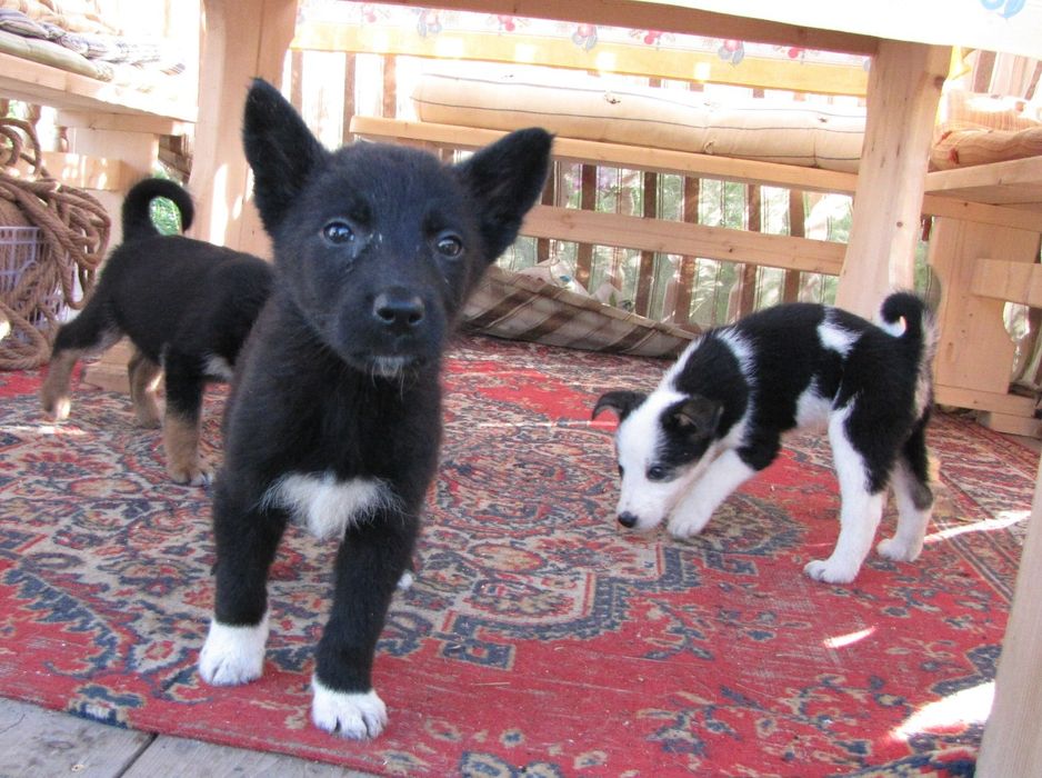 Щенки в добрые руки