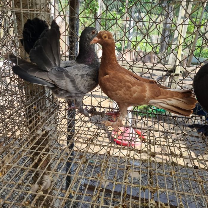 Pui de porumbel de casă