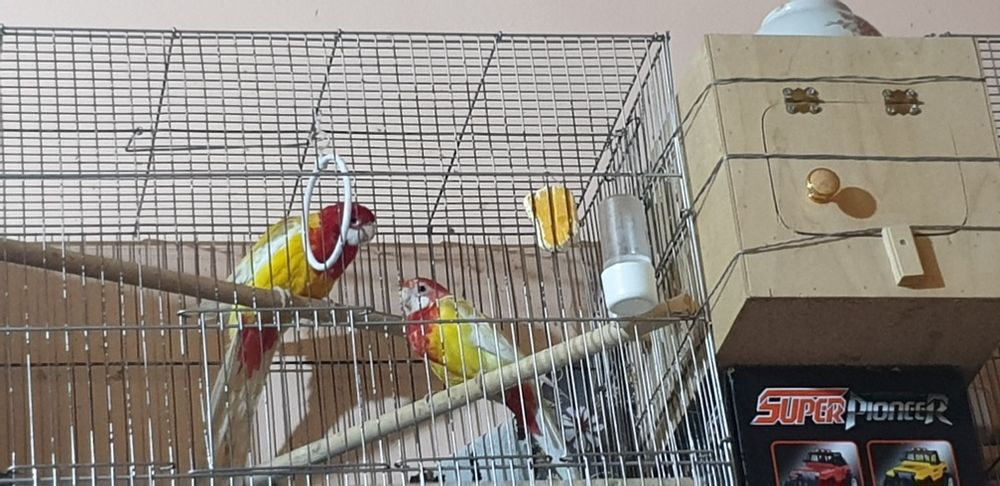 Papugay Lutinya juftitayor