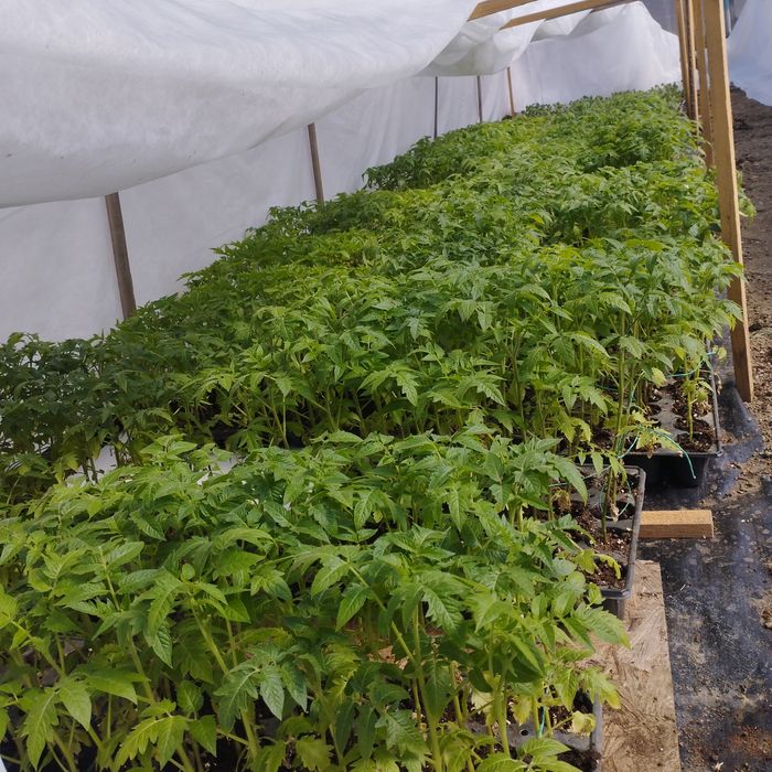 Răsad de roșii gata de plantat