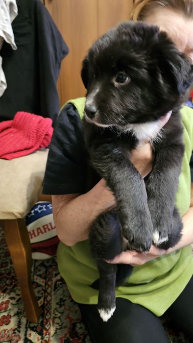 Отдам в хорошие руки щенков