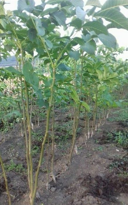 Vand pomi .nuci  altoiti